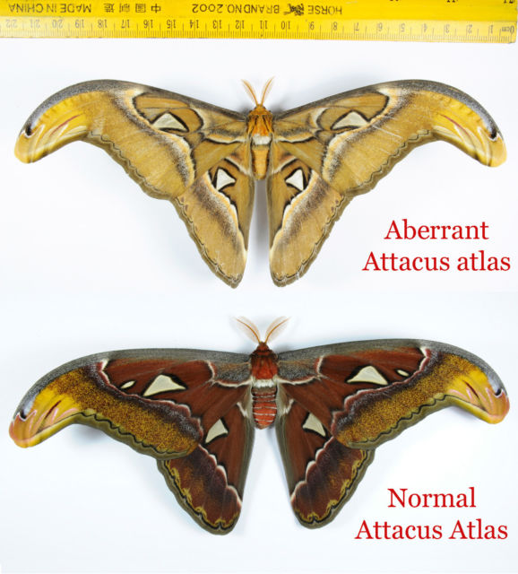 Attacus atlas (aberration malaysia) 3 (Internet Image property of respective owner, non-commercial use only)